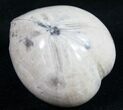 Polished Fossil Sea Urchin (Micraster) #9717-1